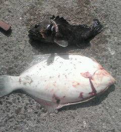 吹上浜 投げ釣りでカレイ39cm＆ソイ28cm