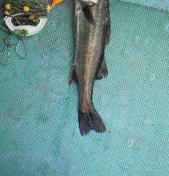 中波止でエビ撒き、ハネGET！