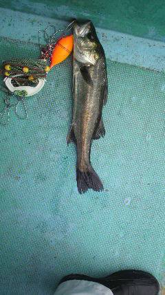 中波止でエビ撒き、ハネGET！