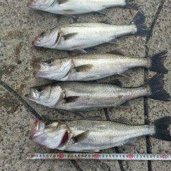 大阪南港でエビ撒き釣り、最終釣果はハネ10匹オーバー