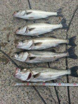 大阪南港でエビ撒き釣り、最終釣果はハネ10匹オーバー