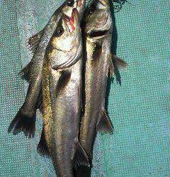 【今日の岸和田中波止】ハネが釣れました