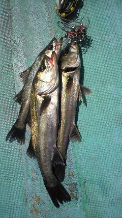 【今日の岸和田中波止】ハネが釣れました