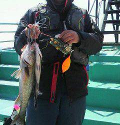 【今日の岸和田中波止】ハネが釣れました