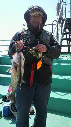 【今日の岸和田中波止】ハネが釣れました