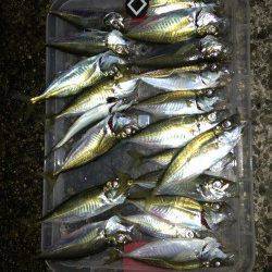 三本松鼻 ウキ釣りでアジ33匹!好釣果です☆