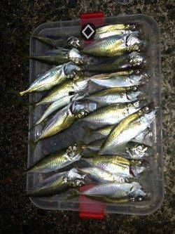 三本松鼻 ウキ釣りでアジ33匹!好釣果です☆