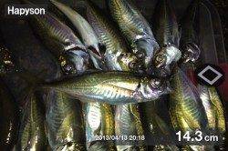 三本松鼻 ウキ釣りでアジ33匹!好釣果です☆