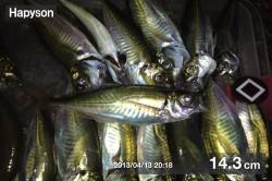 三本松鼻 ウキ釣りでアジ33匹!好釣果です…