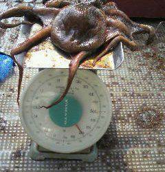 沖一文字北、オクトパッシングでもタコ狙えます！