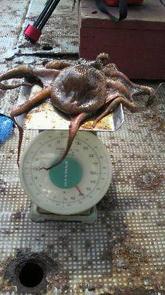 沖一文字北、オクトパッシングでもタコ狙えます！