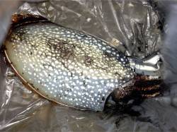 神戸港4,5,6,8防でエギング、中層でコ…