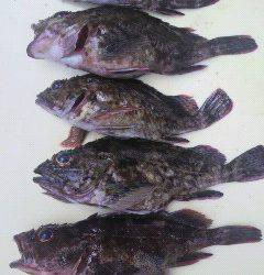 沖一文字スリットでのガシラの釣果