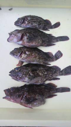 沖一文字スリットでのガシラの釣果