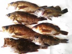 旭でメバリング、当たりは連発バラし多数でし…