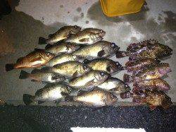 由良エリアでメバリング、結果として大満足な釣行♪