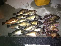 由良エリアでメバリング、結果として大満足な…