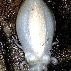 神戸港4,5,6,8防 エギングでコウイカがヒット！