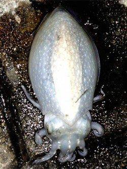 神戸港4,5,6,8防 エギングでコウイカがヒット！