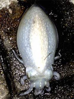 神戸港4,5,6,8防 エギングでコウイカ…