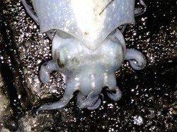 神戸港4,5,6,8防 エギングでコウイカがヒット！