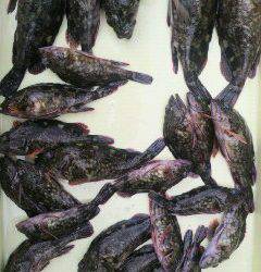 沖一文字スリットで20匹オーバーのガシラの釣果☆