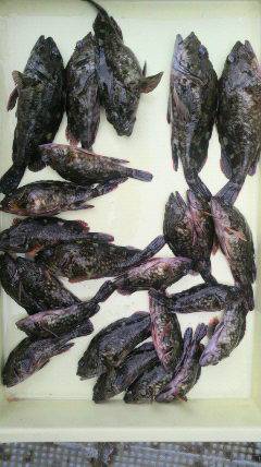 沖一文字スリットで20匹オーバーのガシラの釣果☆