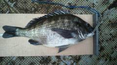 中波止2番のフカセでは良型のチヌが釣れました