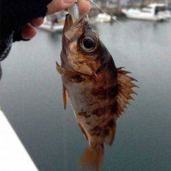 福良湾 ルアーでメバル＆タコノコメバル　大会で2位入賞☆