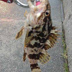 福良湾 ルアーでメバル＆タコノコメバル　大会で2位入賞☆