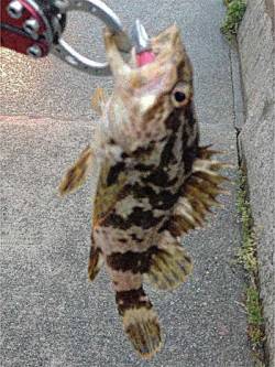 福良湾 ルアーでメバル＆タコノコメバル　大…