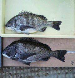 沖一文字白灯で紀州釣り、良型チヌもあがっています。