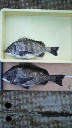 沖一文字白灯で紀州釣り、良型チヌもあがっています。