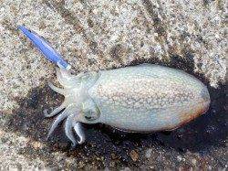 神戸東部エリアでのエギング、コウイカGET！