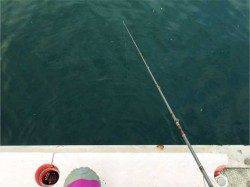 神戸東部エリアでのエギング、コウイカGET！