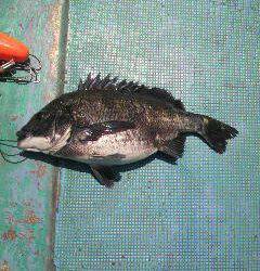 沖一文字北 、フカセでチヌをキャッチ★