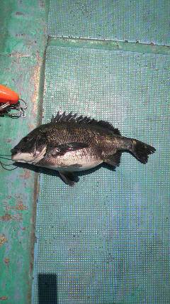 沖一文字北 、フカセでチヌをキャッチ★