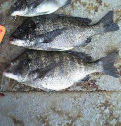 沖一文字でフカセ、48cmの良型チヌあがっています