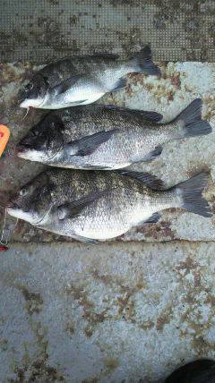 沖一文字でフカセ、48cmの良型チヌあがっ…