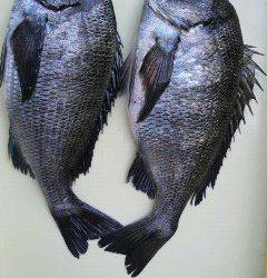 沖一文字、紀州釣りでもチヌの釣果☆