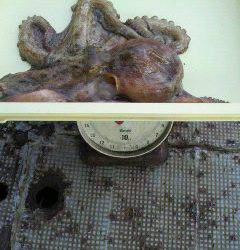 沖一文字テンヤで1800gのタコ〜〜〜〜！