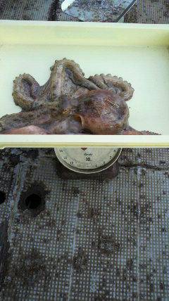 沖一文字テンヤで1800gのタコ〜〜〜〜！