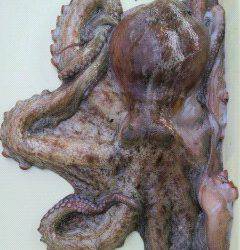 沖一文字テンヤで1800gのタコ〜〜〜〜！