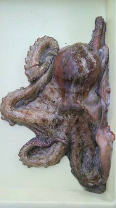 沖一文字テンヤで1800gのタコ〜〜〜〜！…