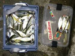 三本松鼻 のべ竿のウキ釣りでアジ〜14cm…