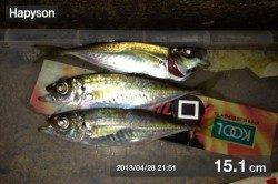 三本松鼻 のべ竿のウキ釣りでアジ〜14cm33匹