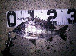 旭 メバリングでガシラ＆チヌ☆女性アングラーの釣果