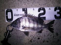 旭 メバリングでガシラ＆チヌ☆女性アングラ…