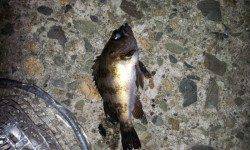 香住西港でのメバルの釣果