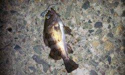 香住西港でのメバルの釣果
